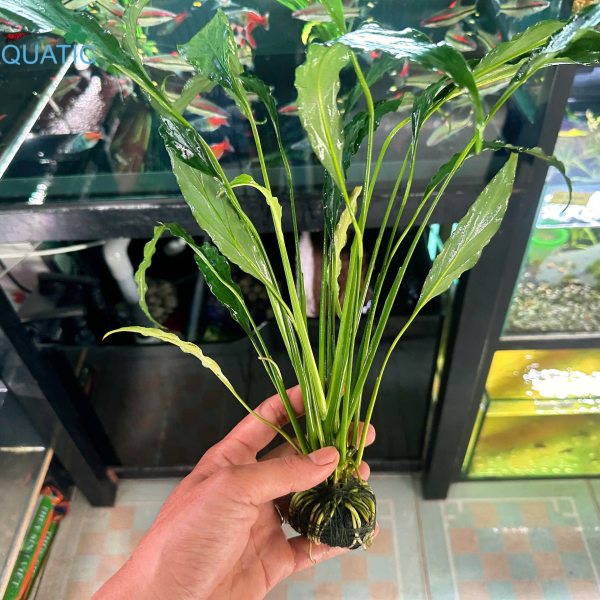 Cây Lan Ý - Cây Thủy Sinh Giá Thể Đất Sẵn 