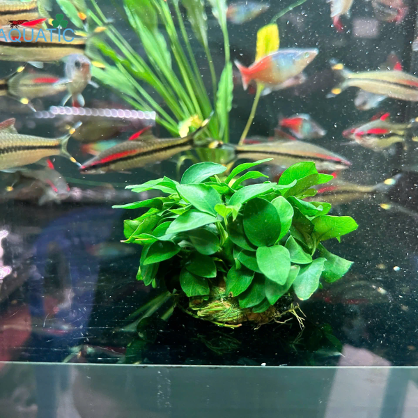 Cây Ráy Nana Petitic - Cây Thủy Sinh Giá Thể Sẵn