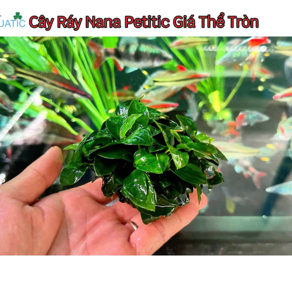 Cây Ráy Nana Petitic - Cây Thủy Sinh Giá Thể Sẵn