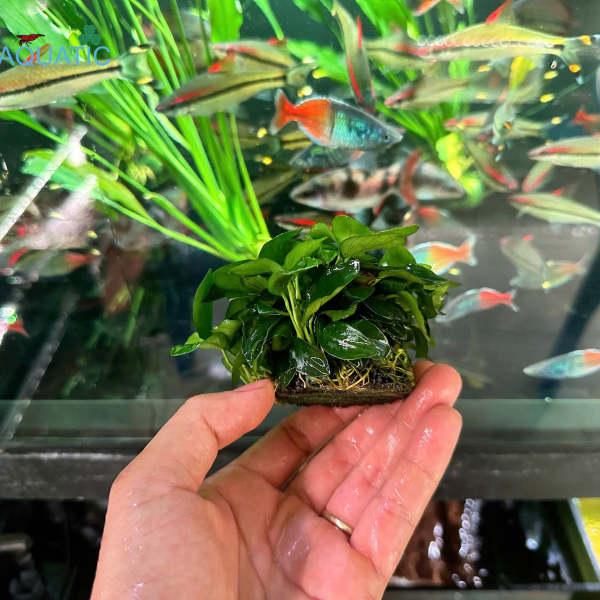 Cây Ráy Nana Petitic - Cây Thủy Sinh Giá Thể Sẵn