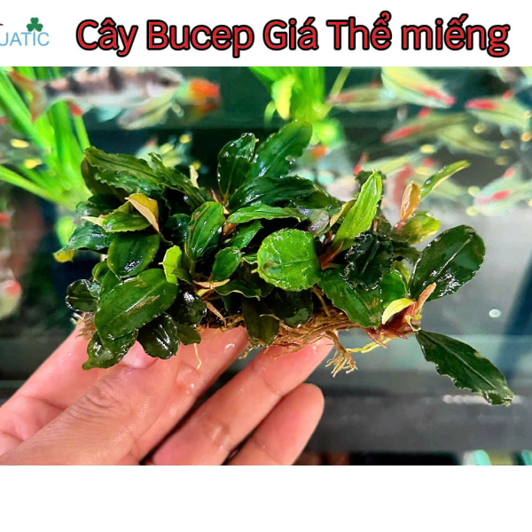 Cây Bucep - Cây Thủy Sinh Giá Thể Sẵn