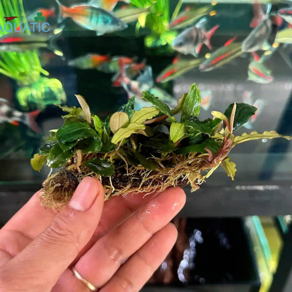 Cây Bucep - Cây Thủy Sinh Giá Thể Sẵn