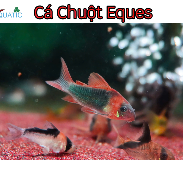 Cá Chuột Eques