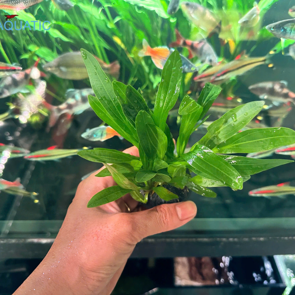 Cây Lưỡi Mèo - Cây Thủy Sinh Giá Thể Đất Sẵn