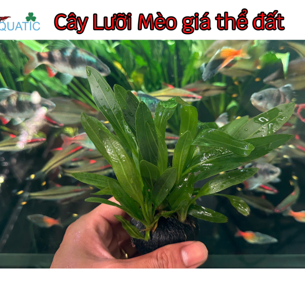 Cây Lưỡi Mèo - Cây Thủy Sinh Giá Thể Đất Sẵn