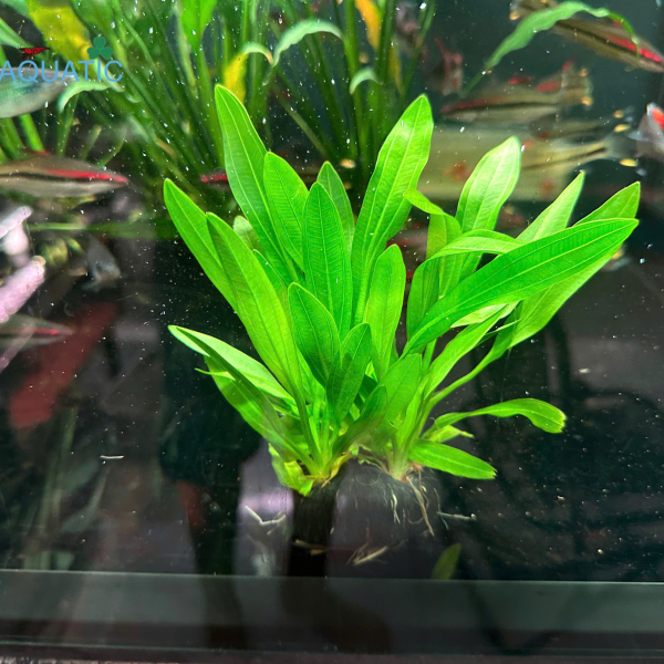 Cây Lưỡi Mèo - Cây Thủy Sinh Giá Thể Đất Sẵn