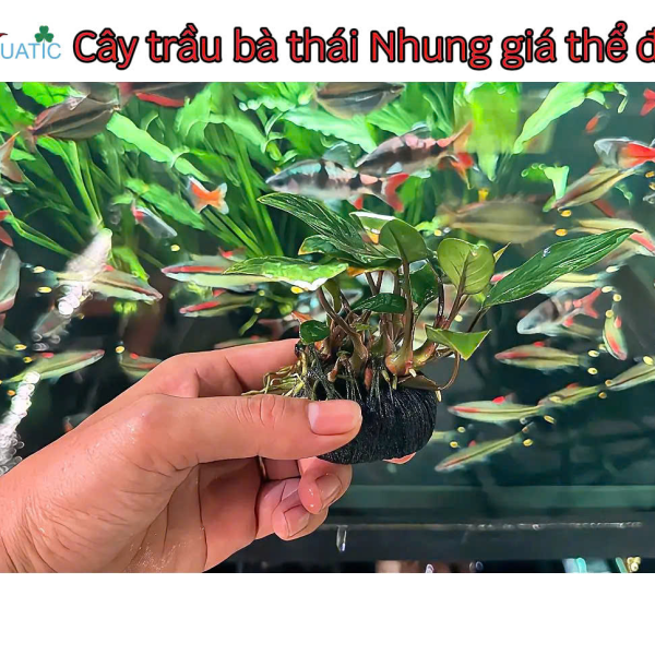 Cây Trầu Bà Thái Nhung - Cây Thủy Sinh Giá Thể Đất Sẵn