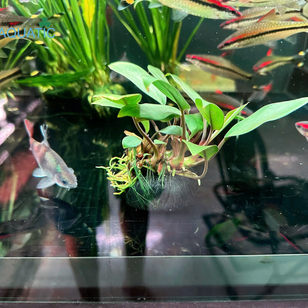 Cây Trầu Bà Thái Nhung - Cây Thủy Sinh Giá Thể Đất Sẵn