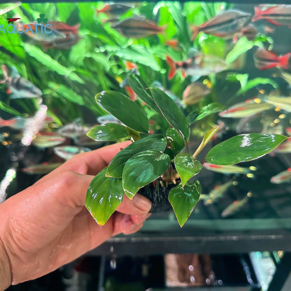 Cây Trầu Bà Thái Nhung - Cây Thủy Sinh Giá Thể Đất Sẵn