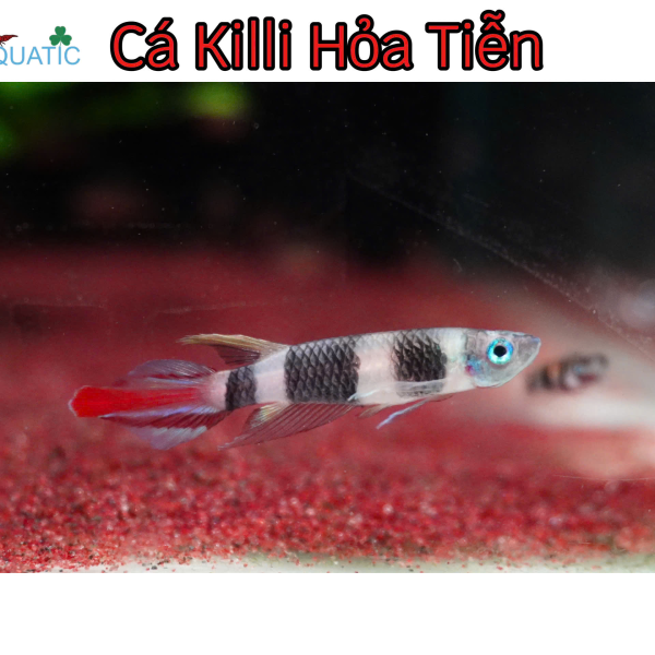 Cá Killi Hỏa Tiễn