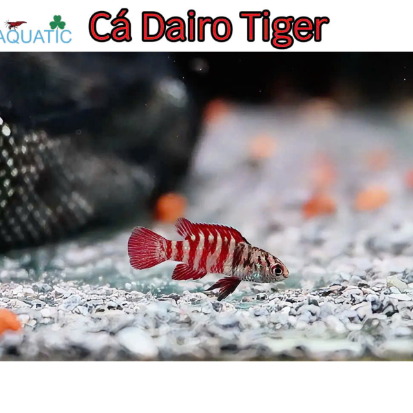 Cá Dario Tiger