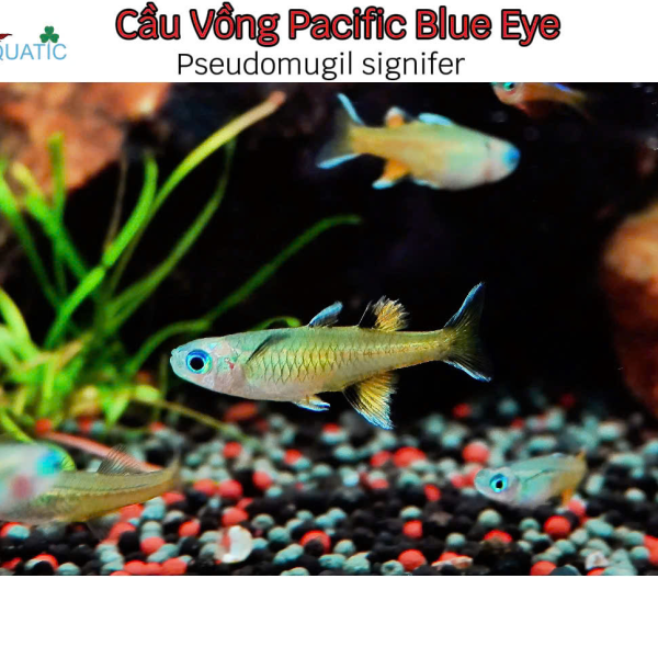 Cá Cầu Vồng Pacific Blue Eye - Pseudomugil signifer