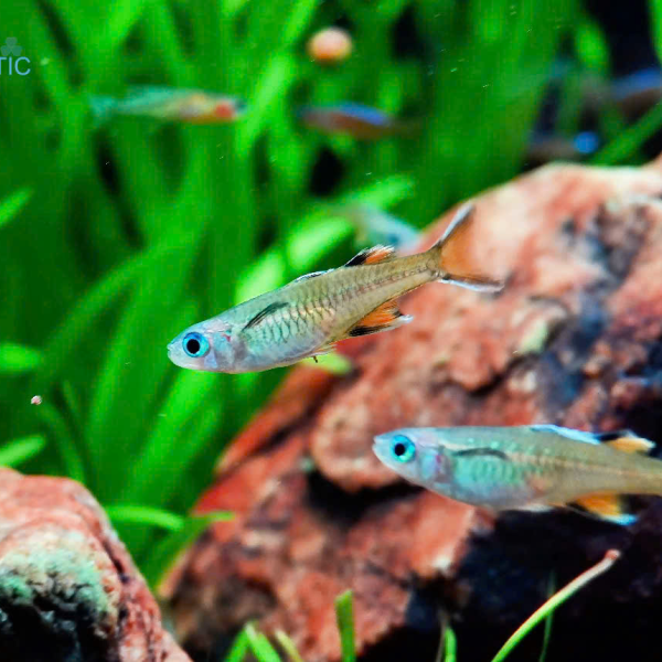 Cá Cầu Vồng Pacific Blue Eye - Pseudomugil signifer