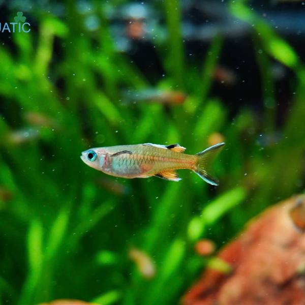Cá Cầu Vồng Pacific Blue Eye - Pseudomugil signifer