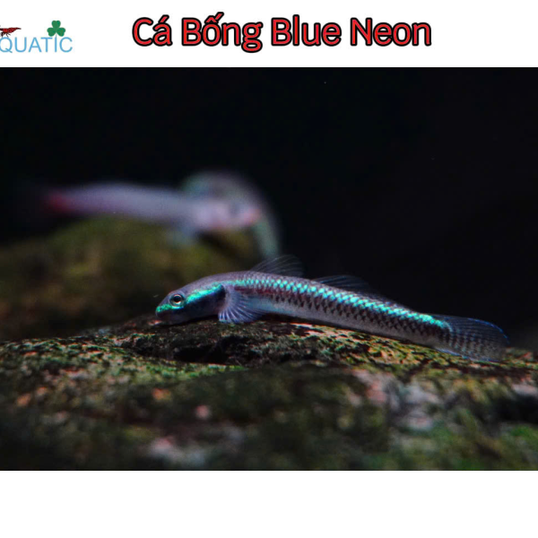 cá Bống Blue Neon