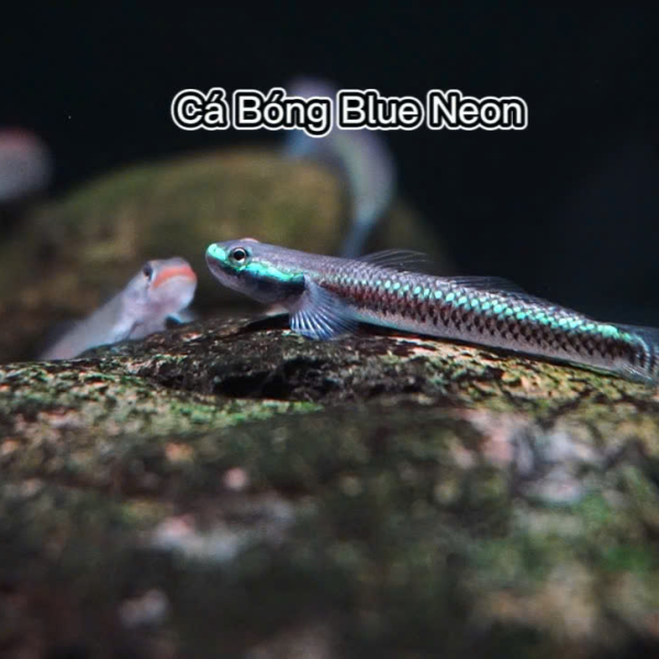 cá Bống Blue Neon