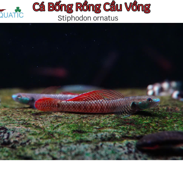 Cá bống rồng cầu vồng 