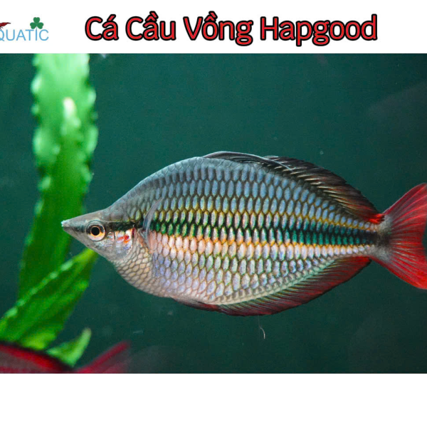 Cá Cầu Vồng Hapgood