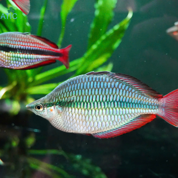 Cá Cầu Vồng Hapgood