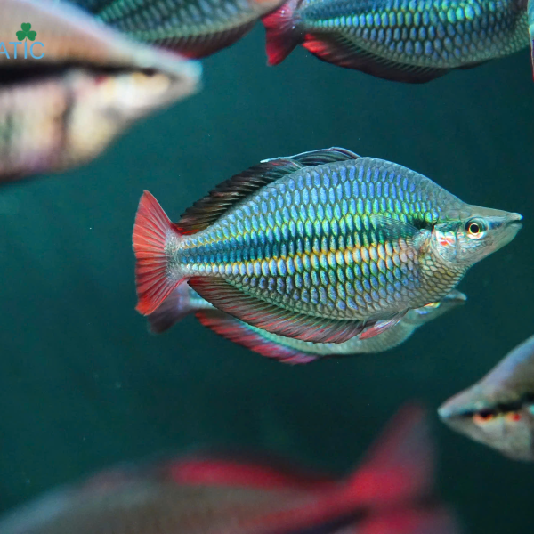 Cá Cầu Vồng Hapgood