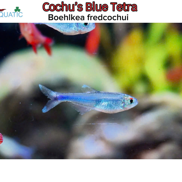 Cá Cochu Blue Tetra - Boehlkea fredcochui