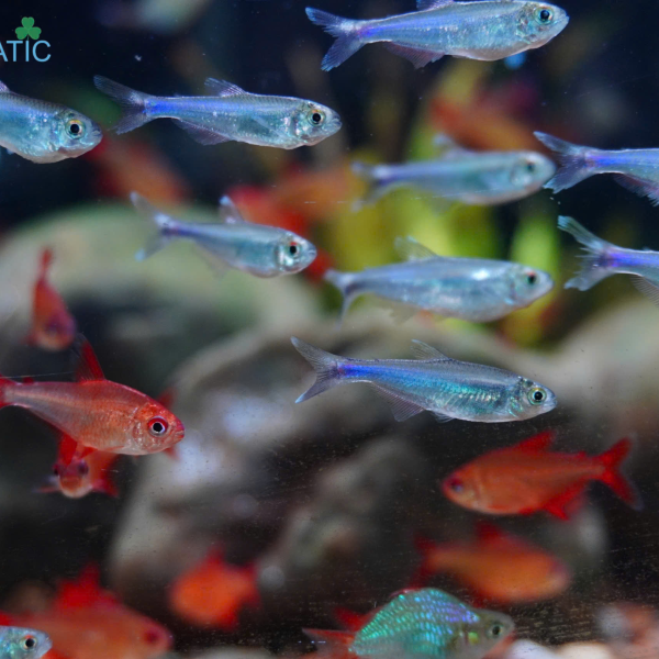Cá Cochu Blue Tetra - Boehlkea fredcochui