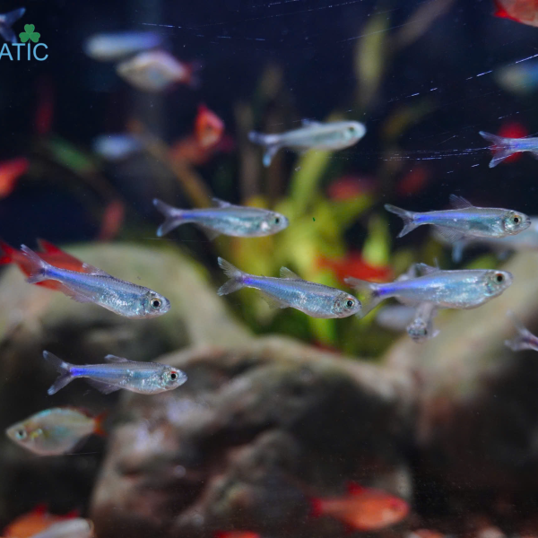 Cá Cochu Blue Tetra - Boehlkea fredcochui