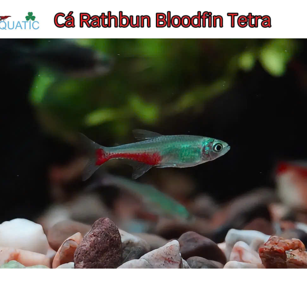 Cá Rathbun Bloodfin Tetra