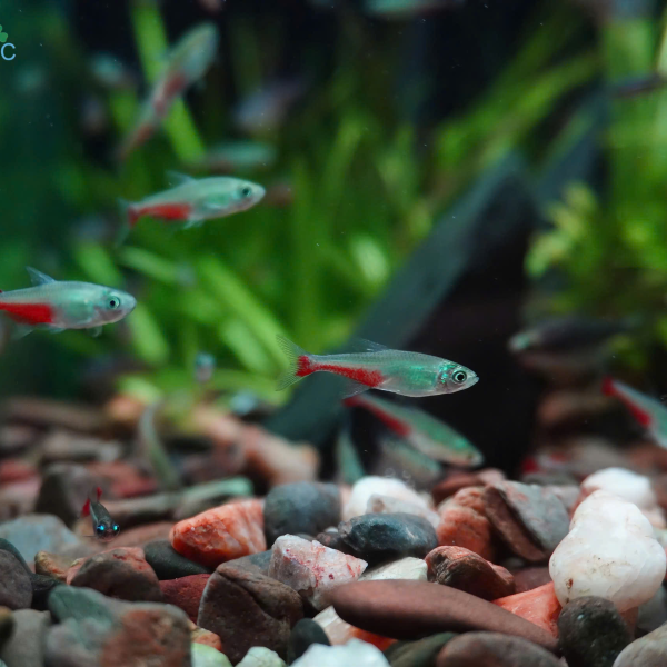 Cá Rathbun Bloodfin Tetra