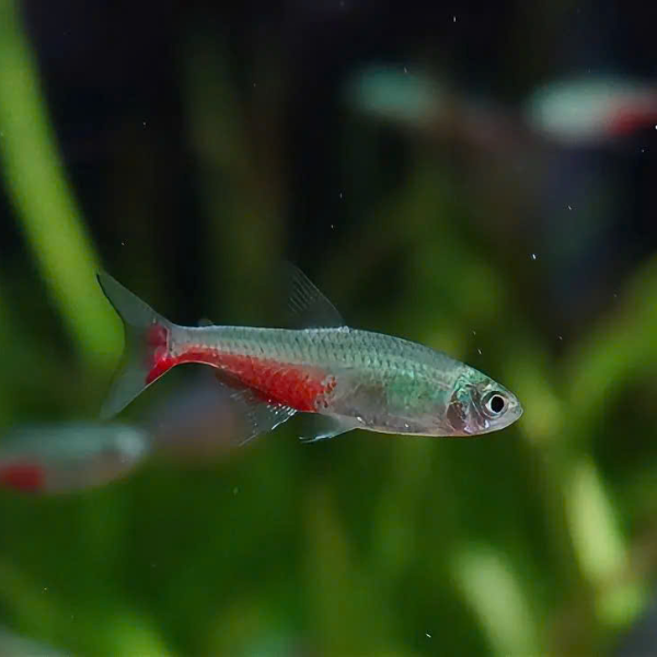Cá Rathbun Bloodfin Tetra