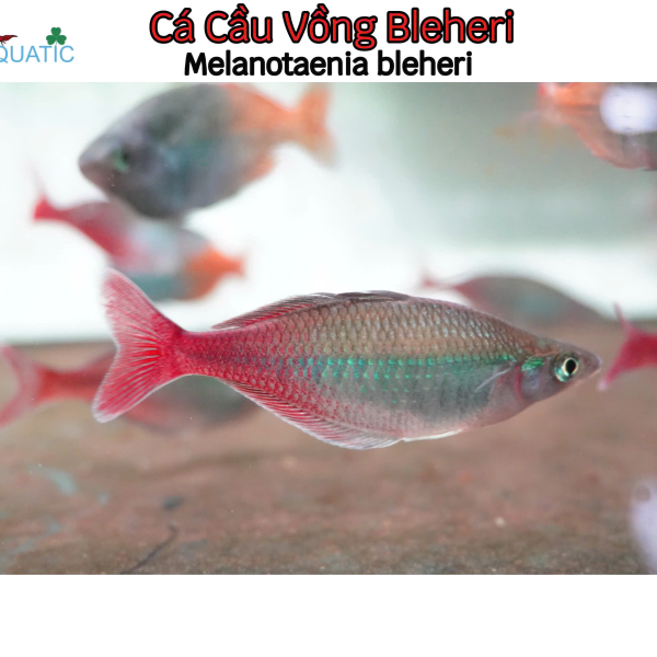 Cá Cầu Vồng Bleheri - Melanotaenia bleheri