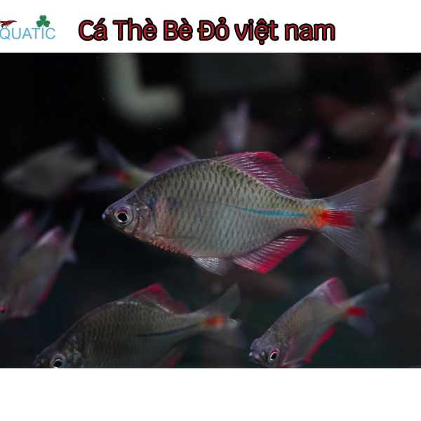 Cá Thè Bè Đỏ 