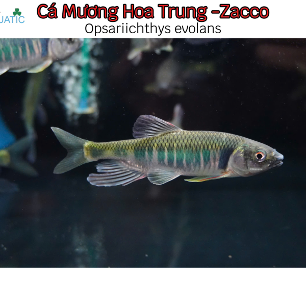 Cá Mương Hoa Trung Zacco - Opsariichthys evolans