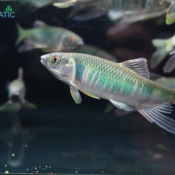 Cá Mương Hoa Trung Zacco - Opsariichthys evolans