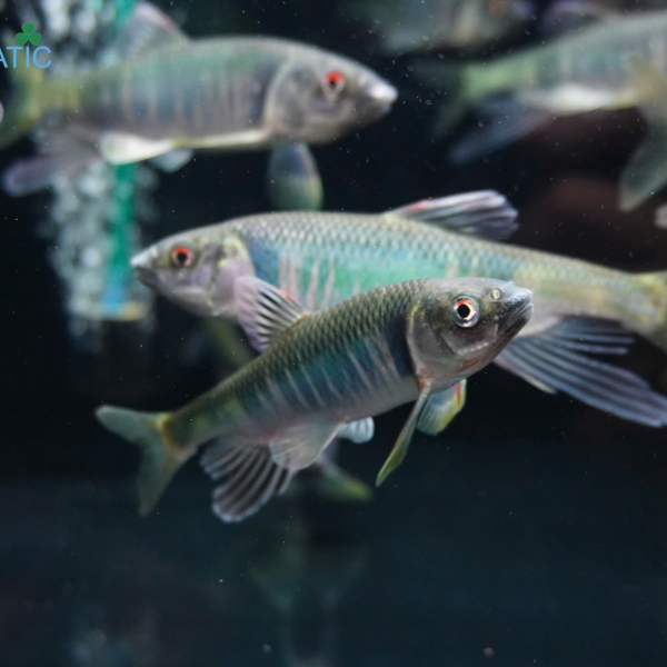 Cá Mương Hoa Trung Zacco - Opsariichthys evolans