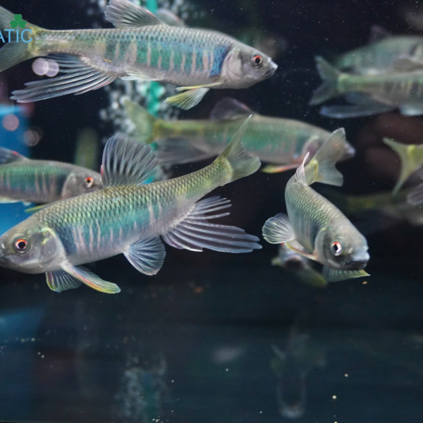 Cá Mương Hoa Trung Zacco - Opsariichthys evolans