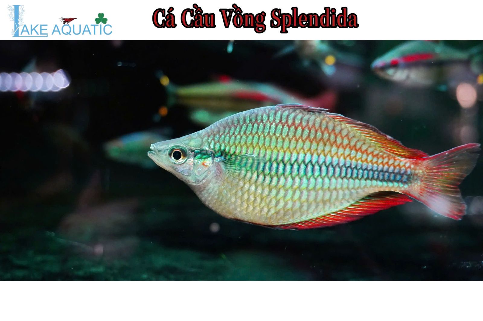 cá cầu vồng splendida